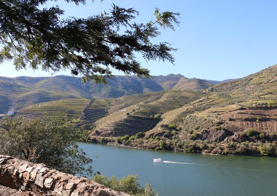 Oliv 2016-11-17__155641 (by Catarina Sousa)