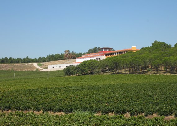 FOTO Campolargo_ Vinha S. Mateus