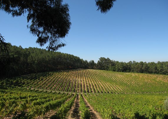 FOTO_Campolargo_ vinha valdazar