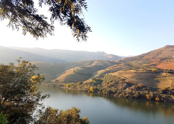 Oliv 2016-11-17__155641 (by Catarina Sousa)